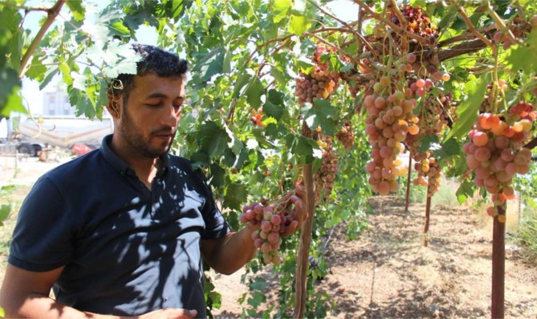Kış mevsiminin enerji bombası! O meyvede hasat başladı: Şimdi meyve sonra pekmez 2